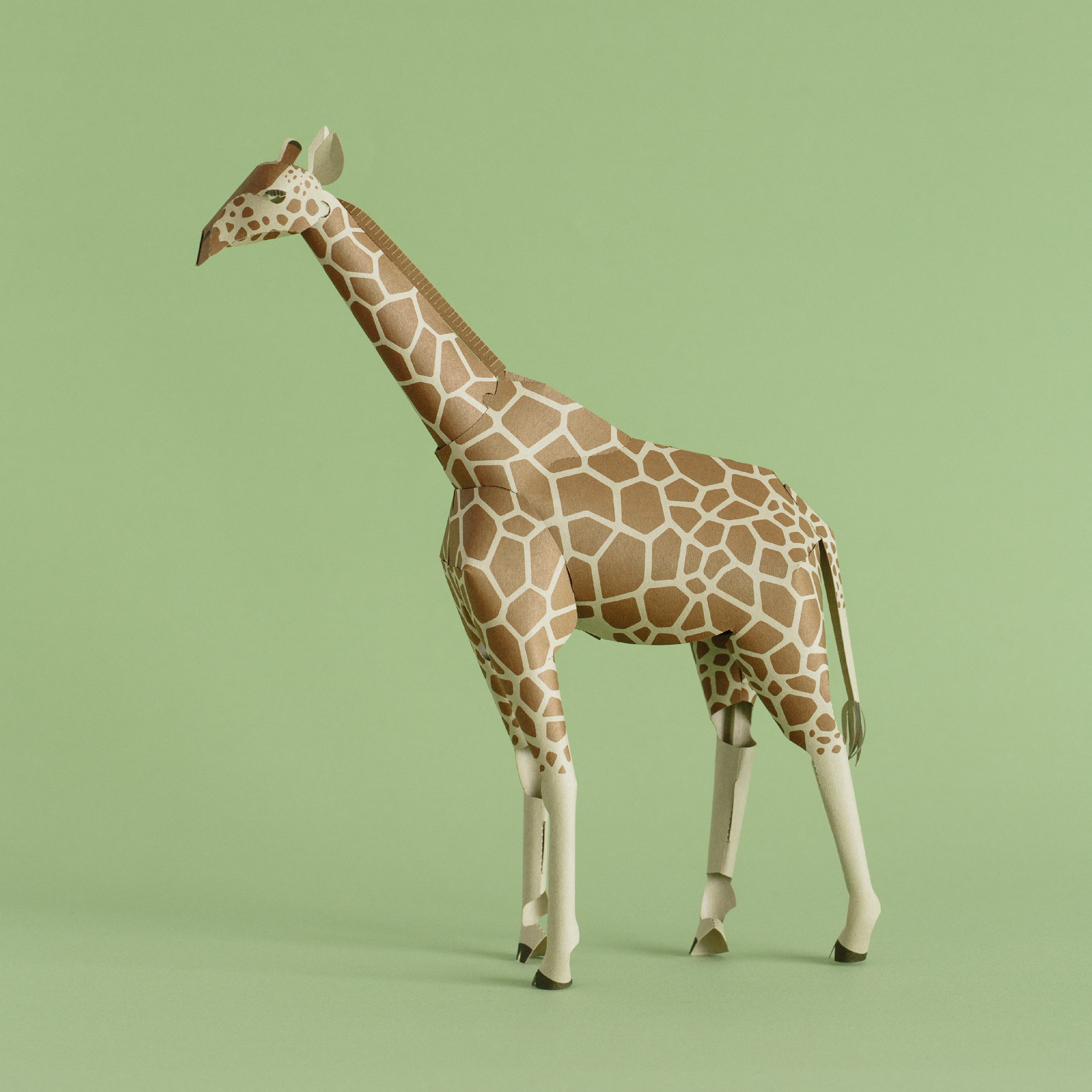 TOP TO TAIL GIRAFFE