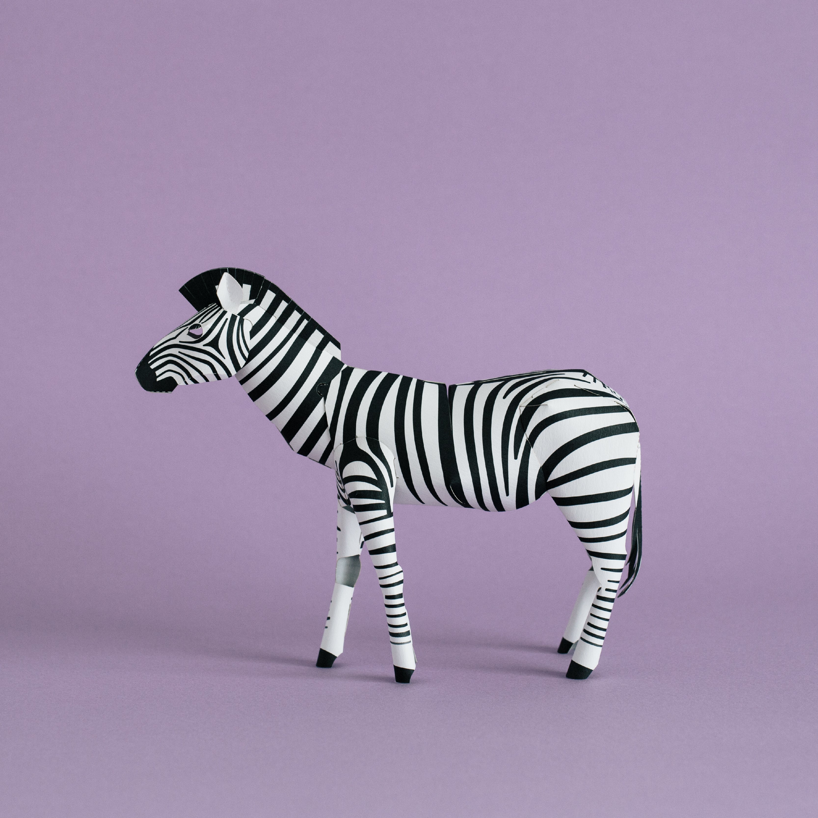 TOP TO TAIL ZEBRA