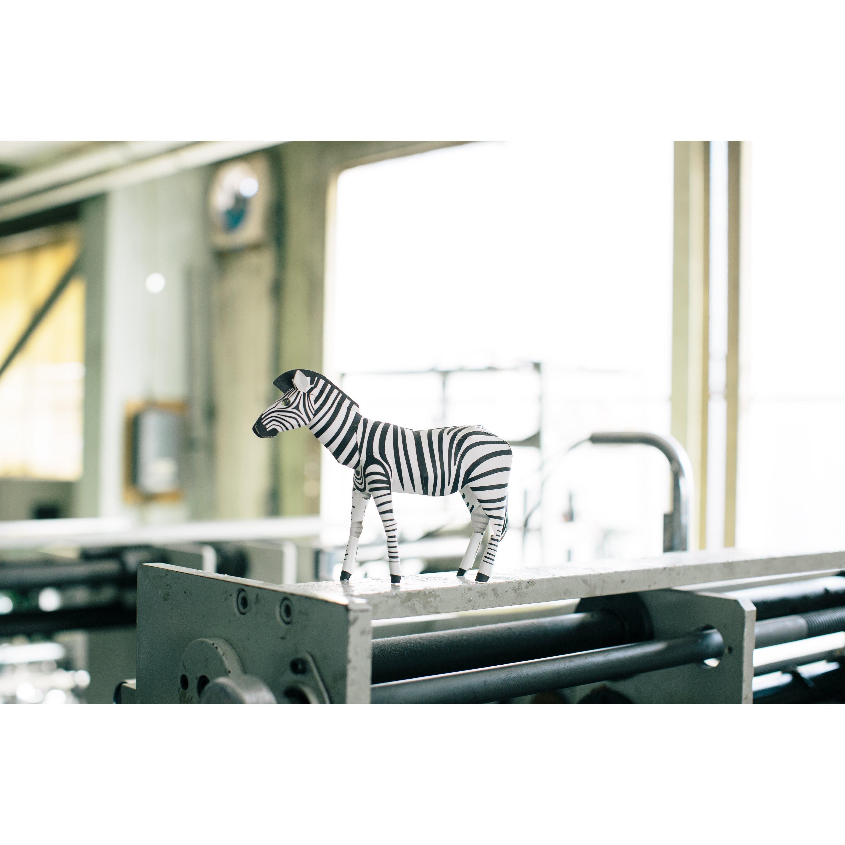 TOP TO TAIL ZEBRA