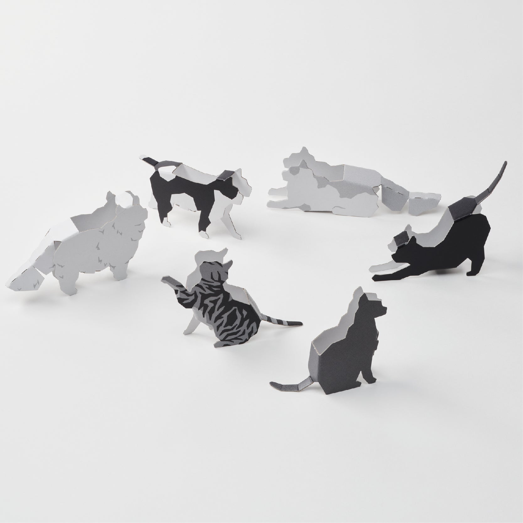 Black & White Cats