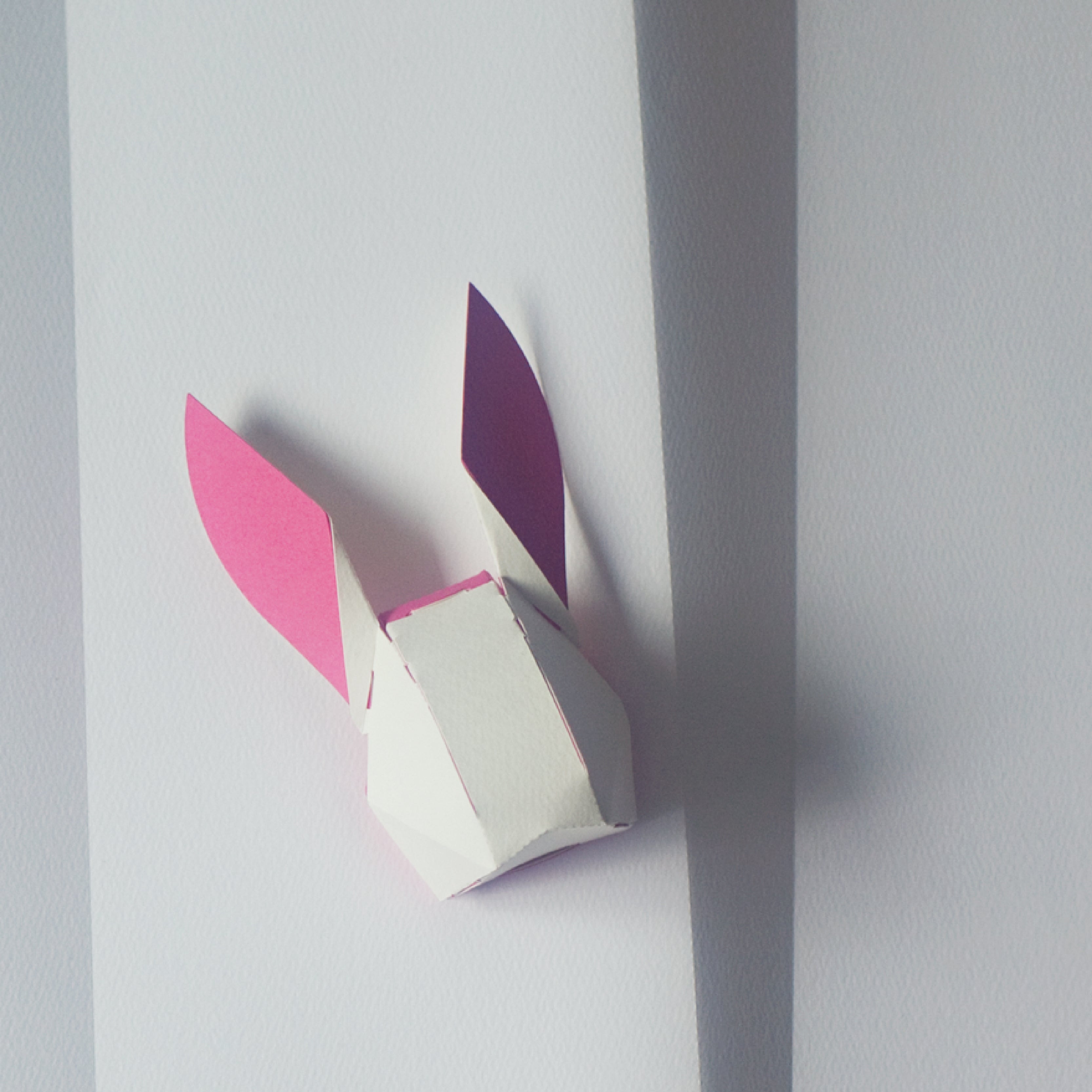 head box rabbit / ウサギ