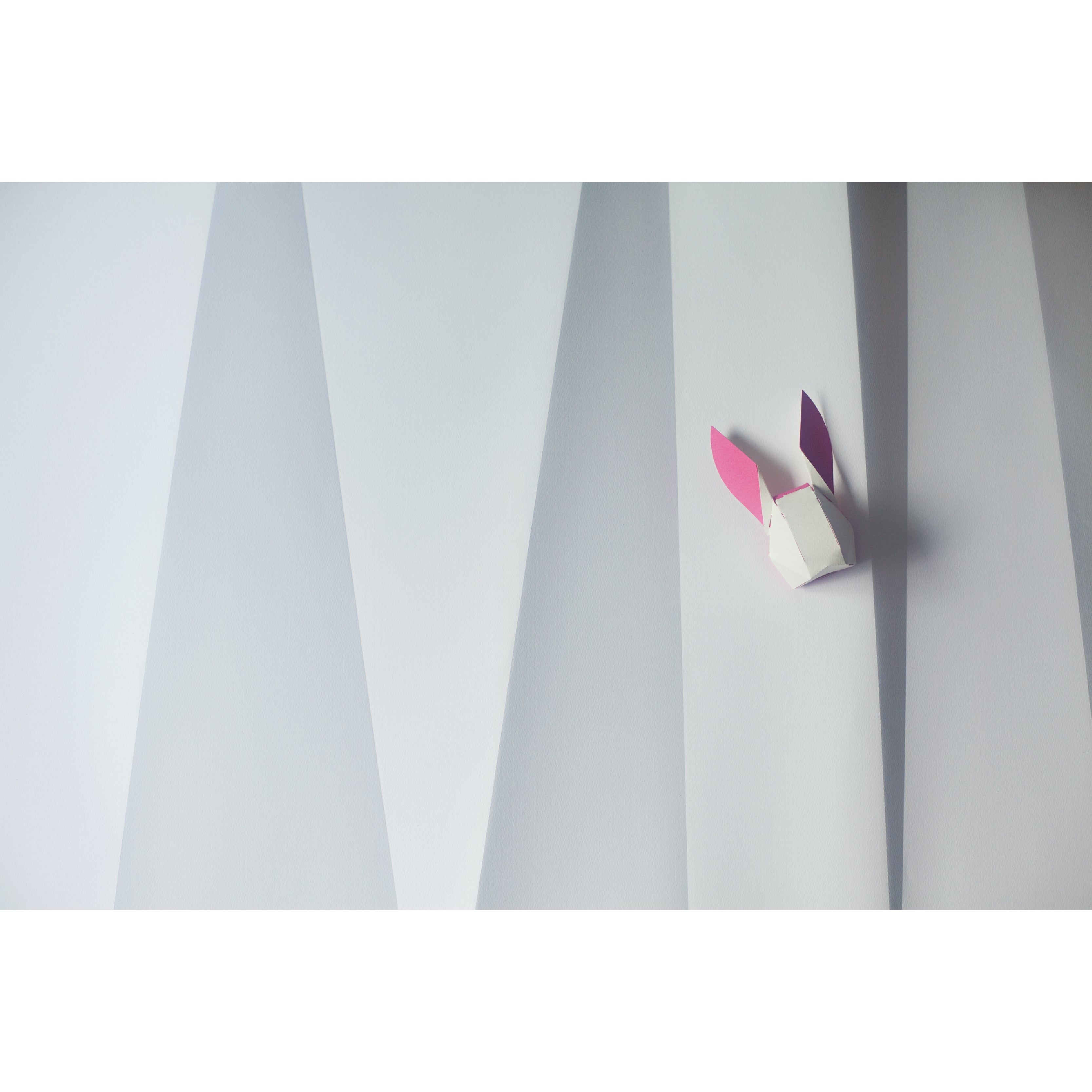 head box rabbit / ウサギ