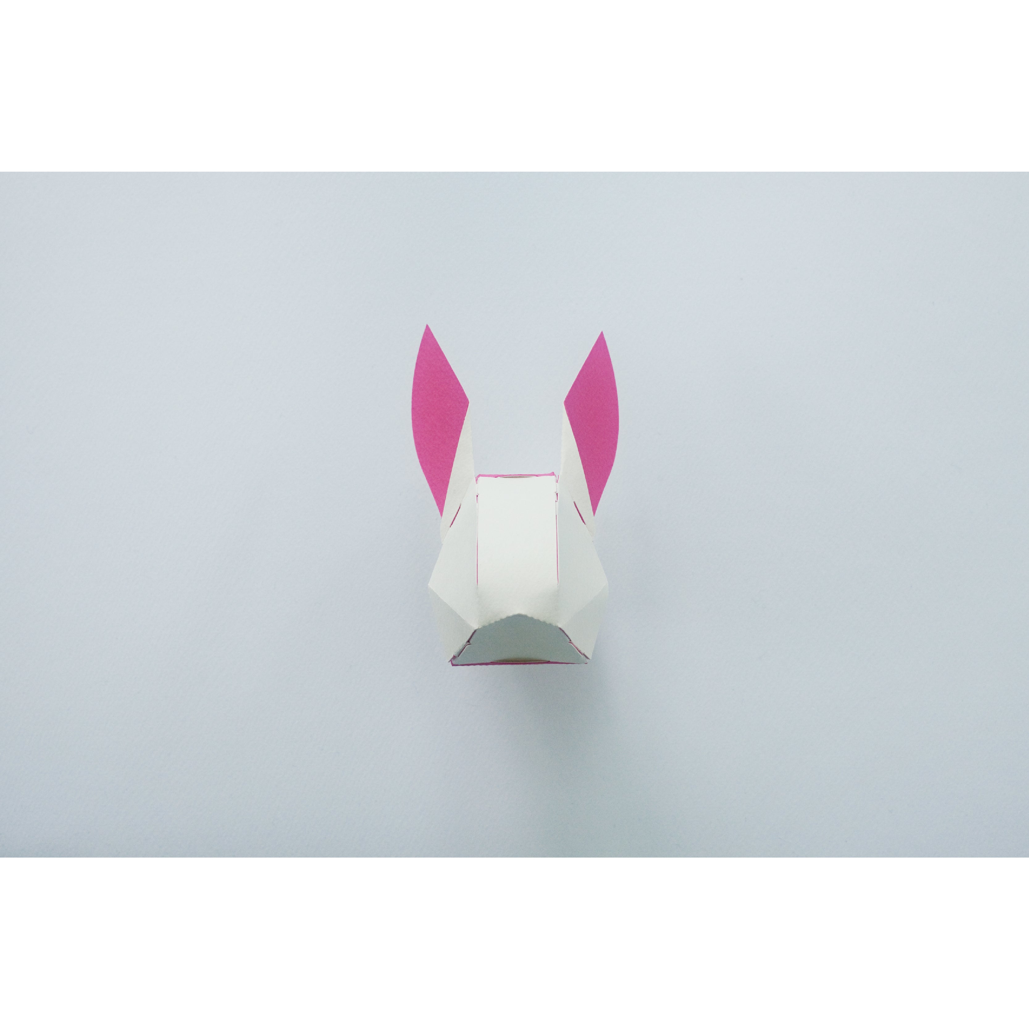 head box rabbit / ウサギ