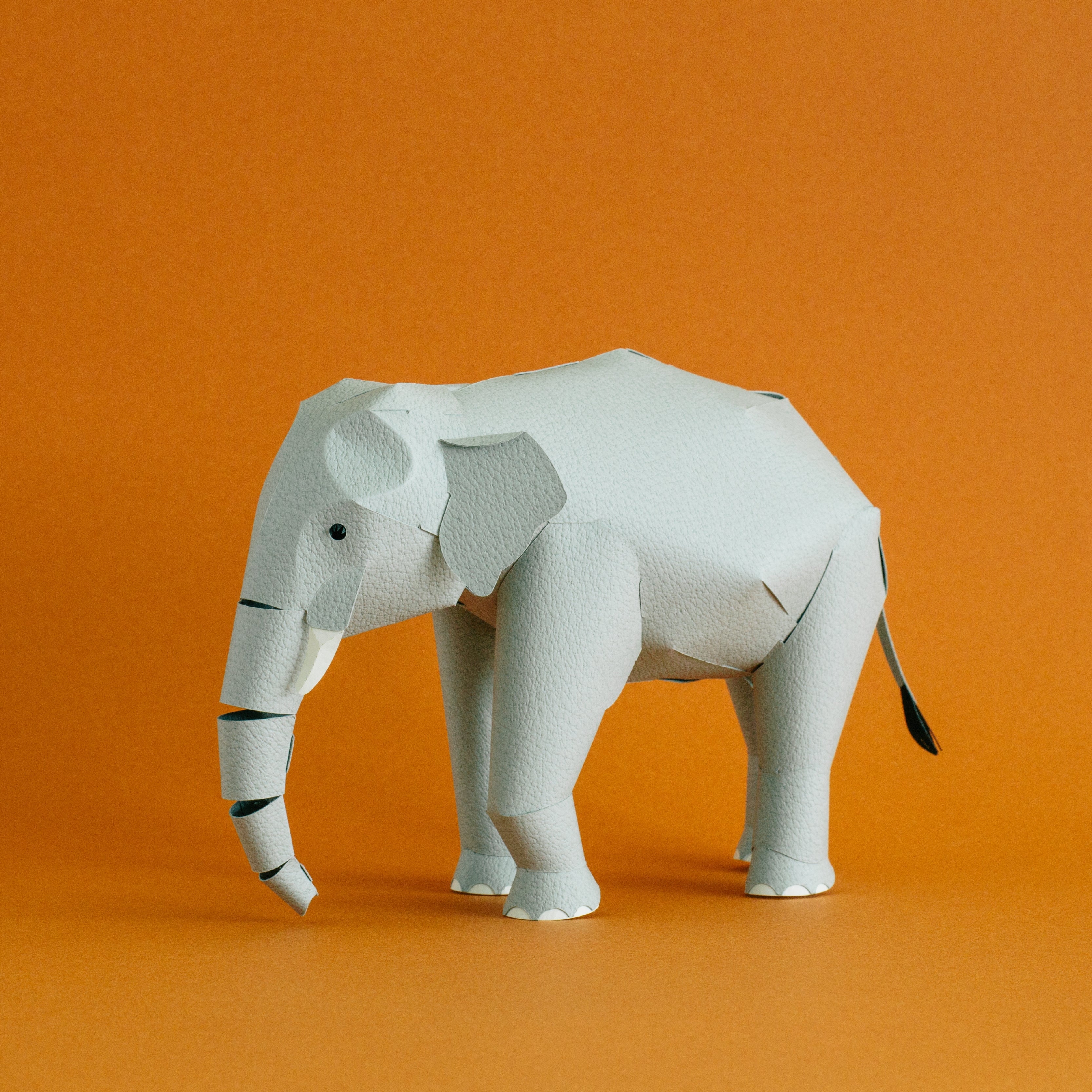 TOP TO TAIL ELEPHANT