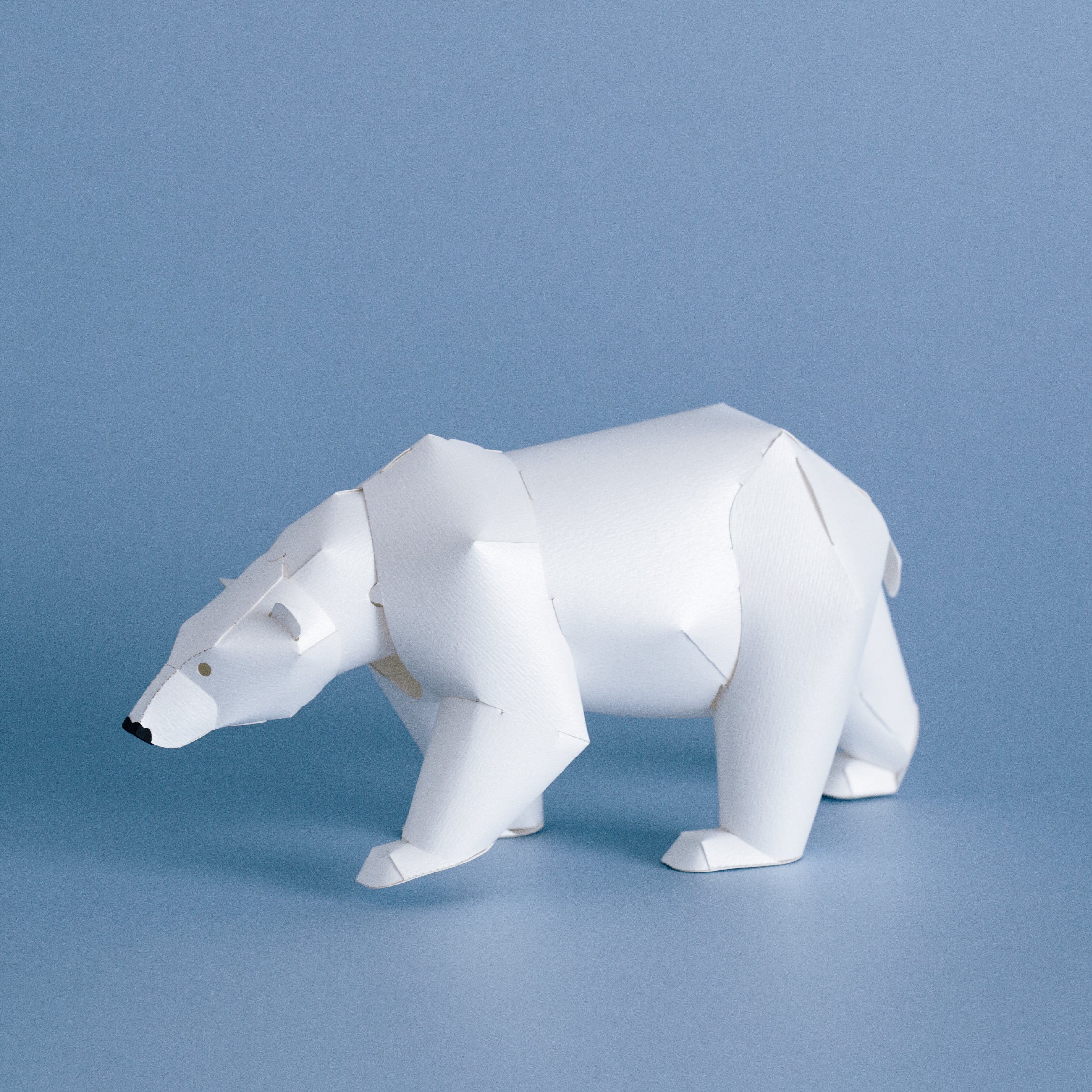 TOP TO TAIL  POLAR BEAR