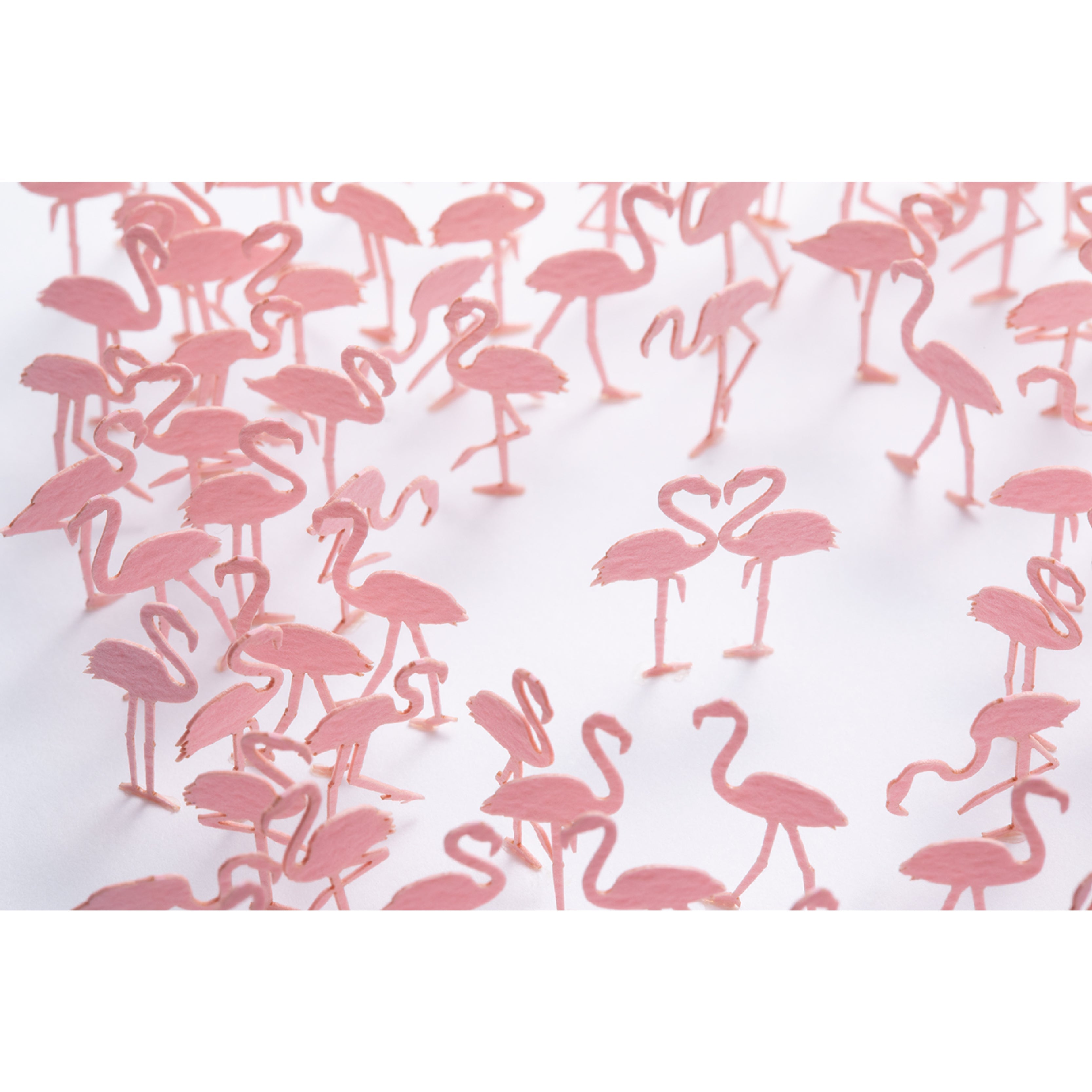 No.91 Flamingos