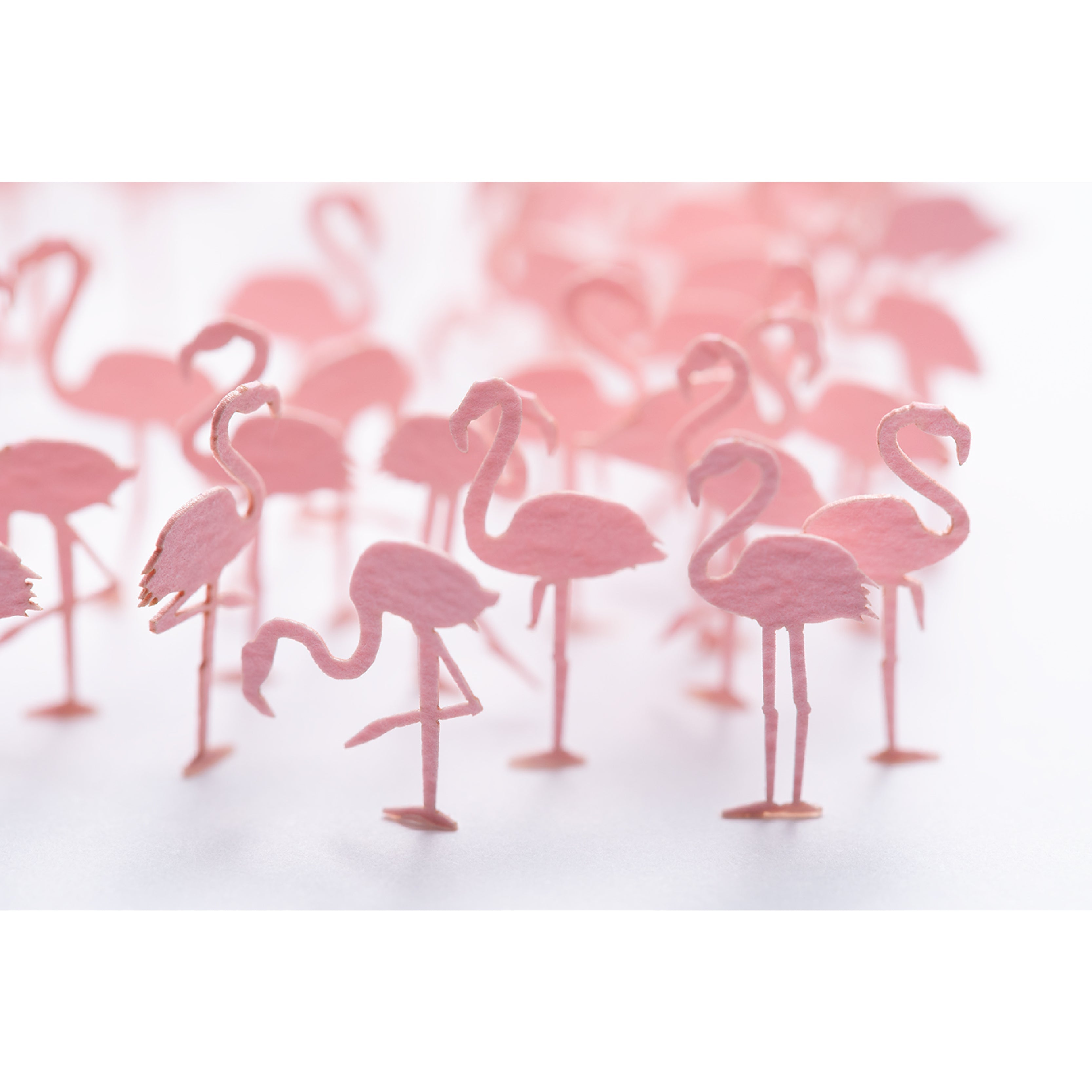 No.91 Flamingos