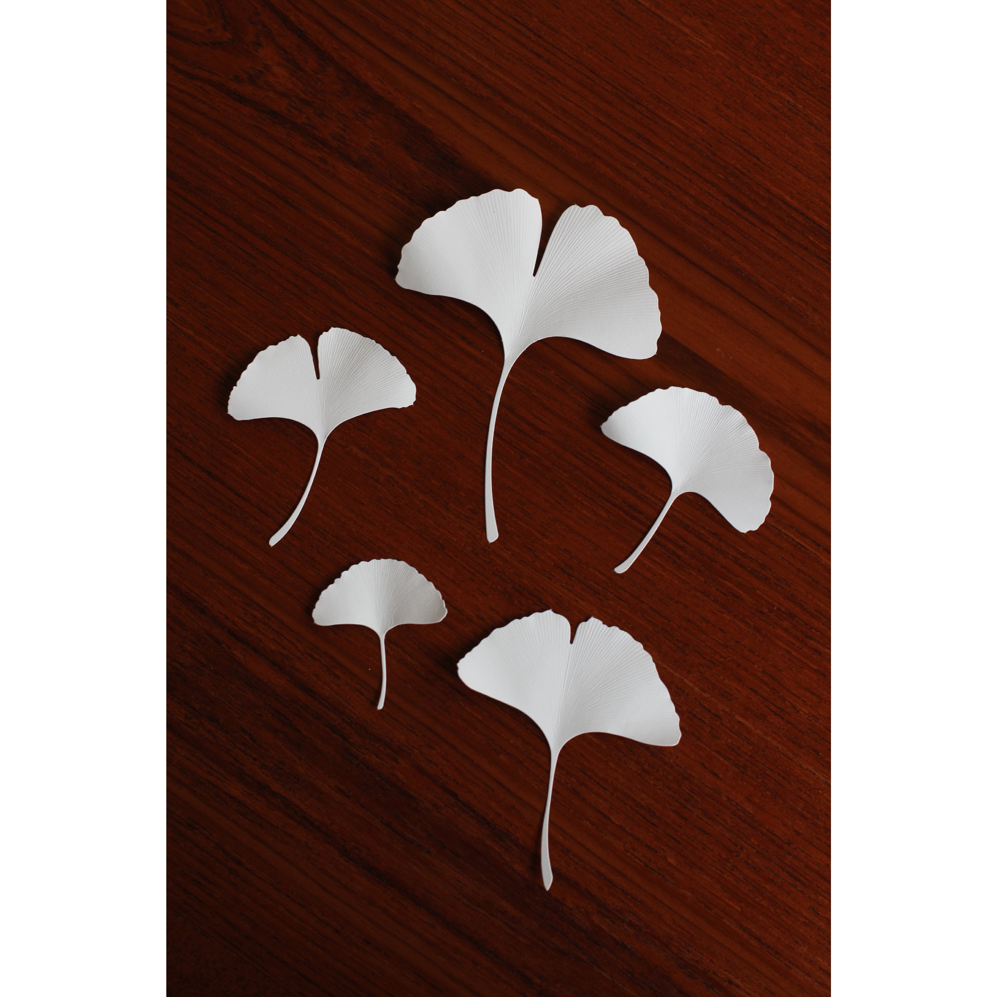 Paper Leaf Ginkgo